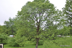 Betula Little King Clump